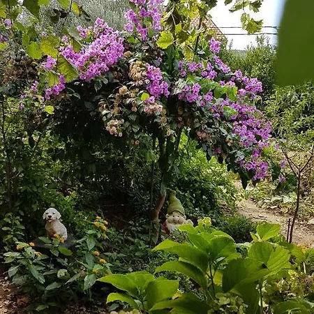 In - Insel Rab 17757 Lopar